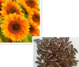 Sunflower Seeds 363 with High Quality and Hot Sale