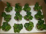 Artificial Plants and Flowers of Succulent Plant Gu-Jys-00030