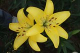 Fresh Cut Fower/Larger Bloom Lily