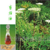 100% Pure Natural Angelica Oil