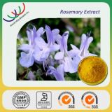 Top Quality 10% Rosmarinic Acid Rosemary Leaf Extract Powder (WW-Rosemary01)