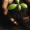 Humic Acid Silicon Fertilizer