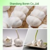 Chinese Fresh Garlic Natural Garlic 4.5cm-6.5cm
