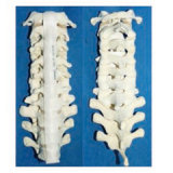 Medical Human Vertebra Skeleton Model (R010109)