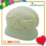 Medical Anatomical Human Brain Model
