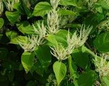 Giant Knotweed Extract
