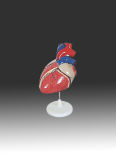 Human Heart(QH3304-2)