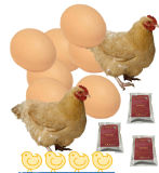 Poultry Multivitamine Medicine