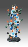 Protein Structure