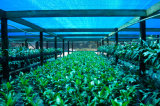 HDPE Sunshade Netting for Agriculture (blue)