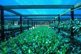 HDPE Sunshade Netting for Agriculture (blue)