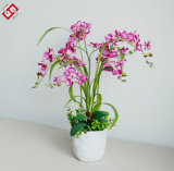 China Bonsai Artificial Flower Phalaenopsis for Home and Wedding Decor