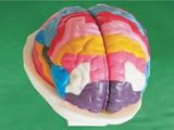 Brain Model