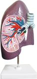 Dissection Model of Bronchus in Right Lung-Mh07031.01