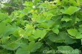 5: 1, 10: 1 Indigowoad Root Extract