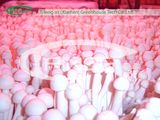 Modern Mushroom Production Equipments