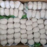 Chinese Normal White and Pure Garlic