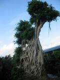 Ficus Microcarpa Bonsai -01