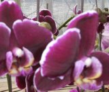 Phalaenopsis(Orchid) (M59)