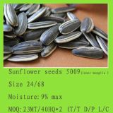 Chinese Black Striped Sunflower Seeds