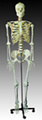 Human Skeleton Model (XM-101)