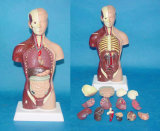 85cm Male Anatomic Torso Model
