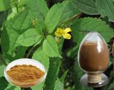 Natural Wild Nettle Extract (Nettle root extract; nettle seedling extract)