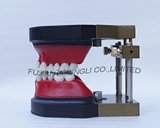Orthodontic Models