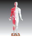 Acupuncture Model - Whole Body Model