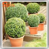 Aniti-UV Plastic Fake Plant Bonsai Artificial Topiary Bonsai Tree