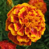 Marigold P. E.