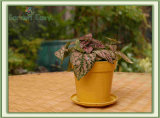 4 Inch DIY Garden Biodegradable Flower Pot (904004) 