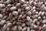 Speckled Kidney Beans (007)