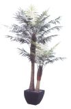 Palm Tree Indoor
