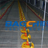 Poultry Automatic Feeding Line
