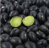 Organic Higher Quality Black Bean Green Kernel