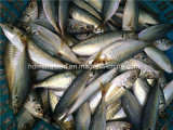 Bqf Frozen Seafood Horse Mackerel Fish
