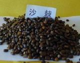 Seabuckthorn Seed for Planting