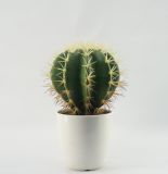 PE Foam Artificial Cactus Plants