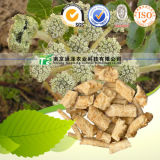 High Quality Herb Medicine Coasiai Giehnia Root