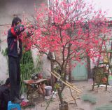 Exquisite Artificial Flower Tree Blossoms with Bend Trunk