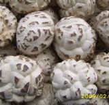 White Flower Mushroom