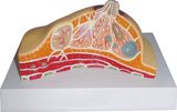 Pathological Model of Breast-Mh07048.02