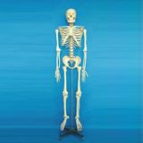 Medical Demonstration Human Skeleton Model (R020102)