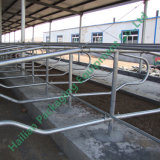 Livestock Farm Equipment Hot Galvanized Cattle Stall