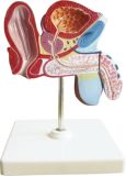Model of Male Bladder and Prostate Coronal Section-Mh07069