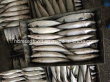 New Fish Mackerel (300-500g)
