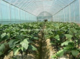 Organic Fertilizer Grow Vegetable Application