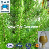 Natural Rosemary Leaf Powder Plant Extract