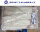 Frozen Squid (Loligo Chinensis)